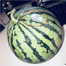 网红吃瓜的后果,一场网络狂欢的后果揭秘