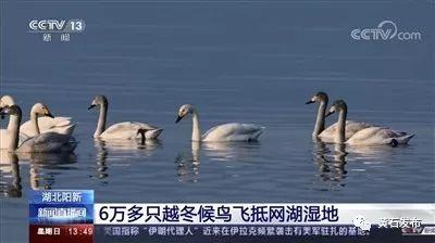 套鸟视频在线观看,揭秘鸟类生活，尽享自然之美