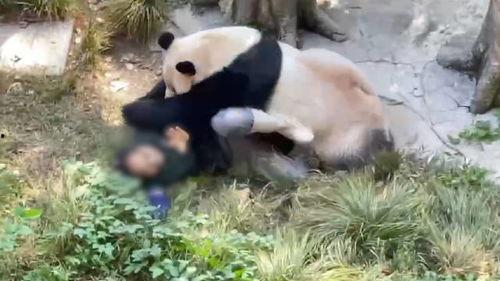 熊猫饲养员最新爆料新闻,最新爆料揭示国宝生活幕后真相